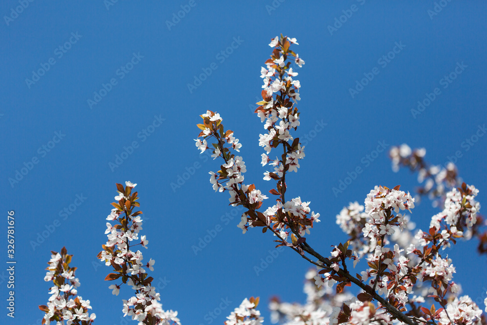 White spring flowers on trees in a garden. White cherry flowers on tree branches with green leaves. White spring flowers on trees in a garden. White cherry flowers on tree branches with green leaves.