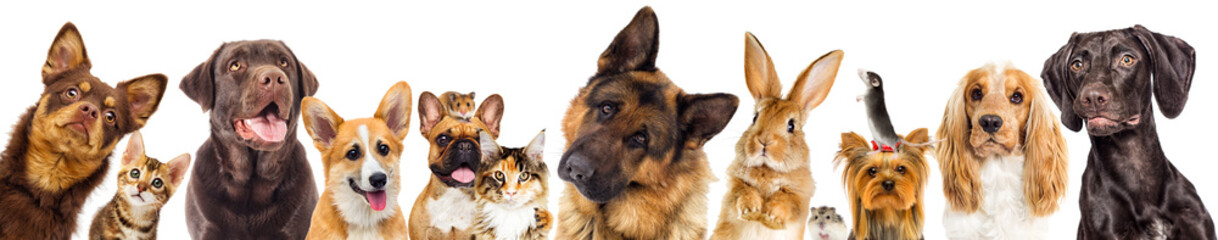 set of animals on a white background