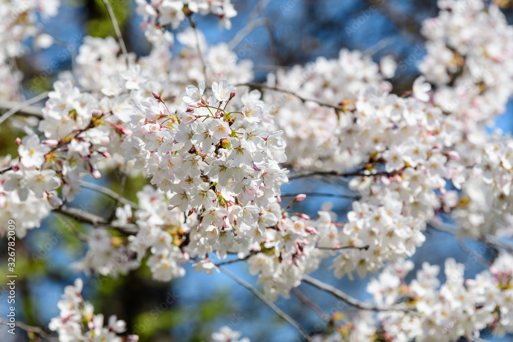 Obraz premium Close up of a branch with white cherry tree flowers in full bloom with blurred background in a garden in a sunny spring day, beautiful Japanese cherry blossoms floral background, sakura