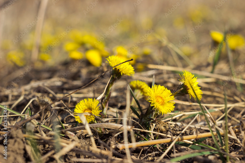 Mother and Stepmother - first yellow early spring flower in the field, among the dry grass. The collection of medicinal plant Mother and Stepmother - first yellow early spring flower in the field, among the dry grass. The collection of medicinal plant