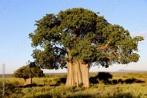 Baobab Tree in Tanzania