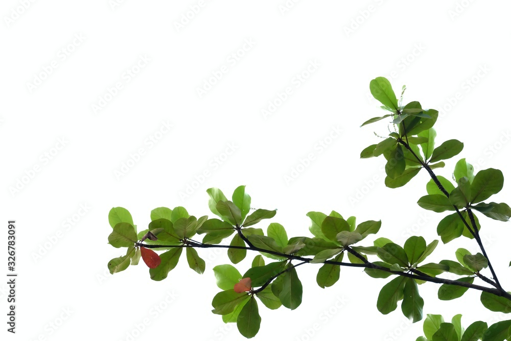 Indian almond leaves with branches on white isolated for green foliage backdrop Indian almond leaves with branches on white isolated for green foliage backdrop