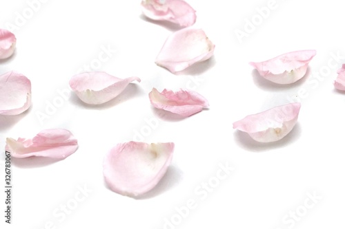 In selective focus a group of sweet pink rose corollas on white isolated with copy space and softy style 