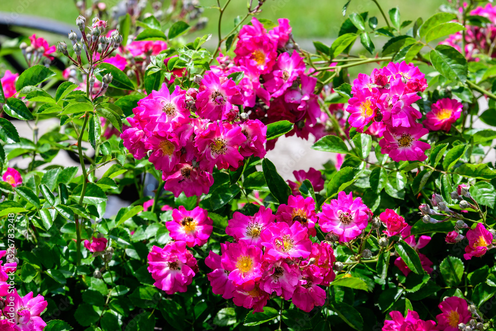 Large green bush with fresh vivid pink roses and green leaves in a garden in a sunny summer day, beautiful outdoor floral background photographed with soft focus Large green bush with fresh vivid pink roses and green leaves in a garden in a sunny summer day, beautiful outdoor floral background photographed with soft focus