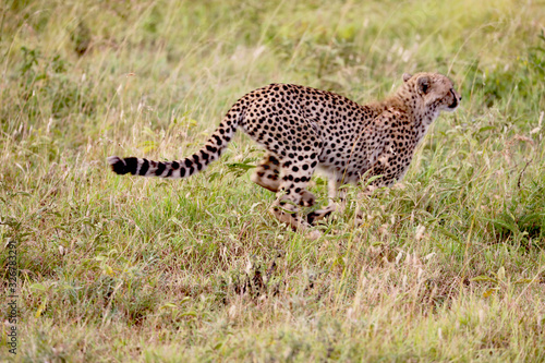 Cheetah running on the Serengeti