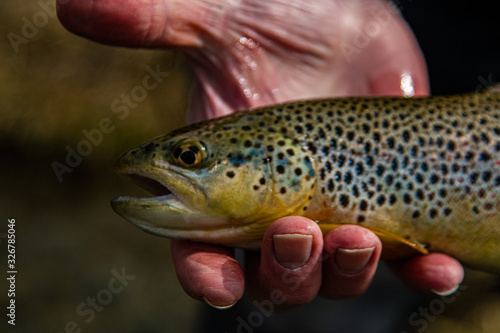Fototapeta Naklejka Na Ścianę i Meble -  wild Brown trout