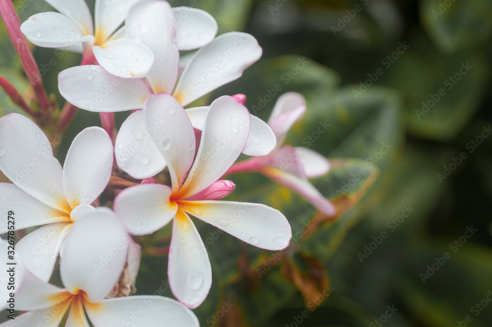 Fototapeta premium White, Pink, Yellow Plumeria Flower