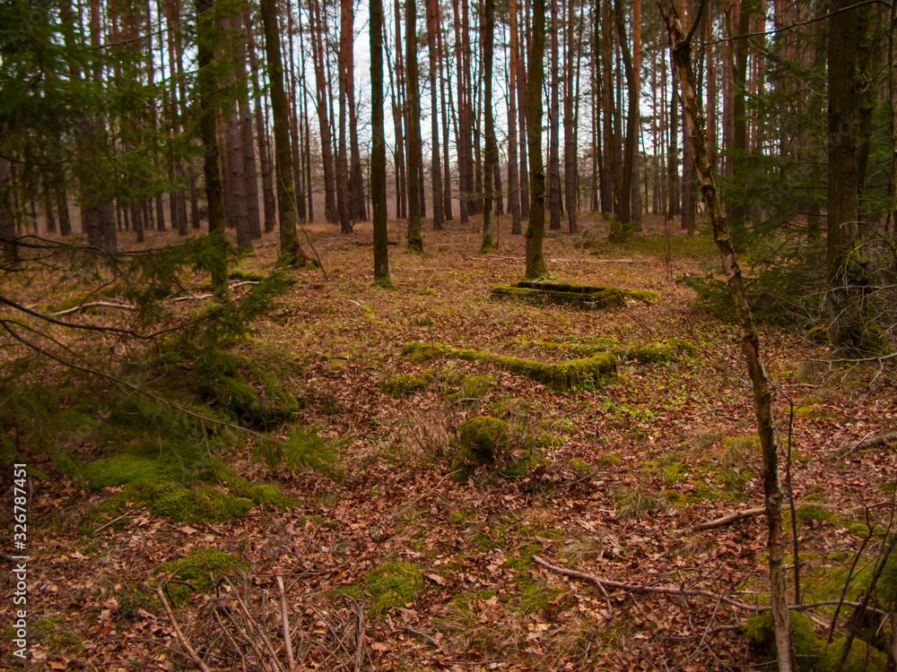 Obraz premium Stary zapomniany cmentarz w sosnowym lesie.