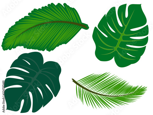 Set tropical leaves.