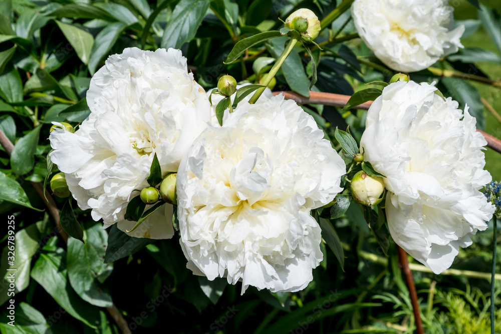 Bush with large delicate white peony flowers with small waterdrops, in a garden in a rainy spring day, beautiful outdoor floral background Bush with large delicate white peony flowers with small waterdrops, in a garden in a rainy spring day, beautiful outdoor floral background