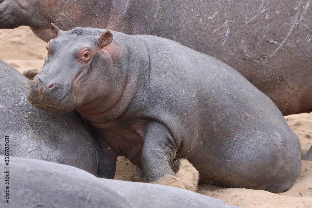 Baby hippopotamus in the sand in Africa