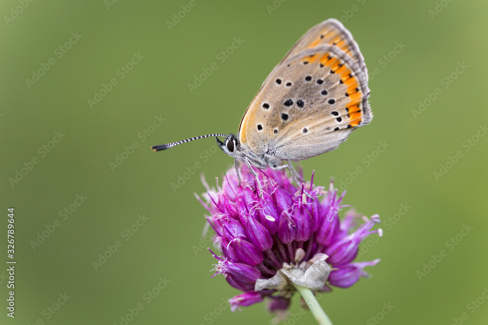 Obraz premium butterfly on flower