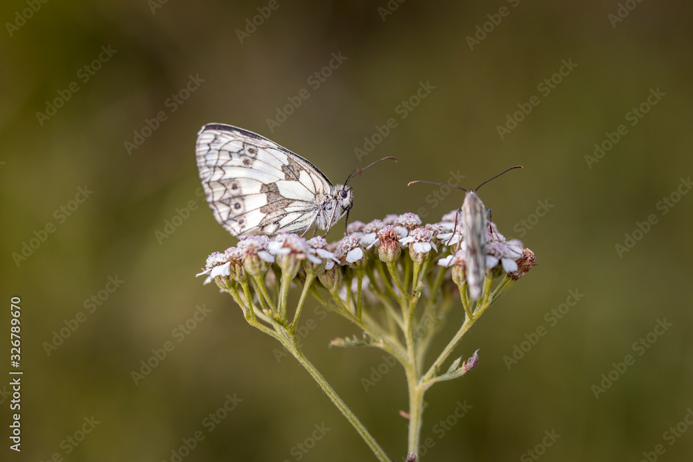 butterfly on flower butterfly on flower