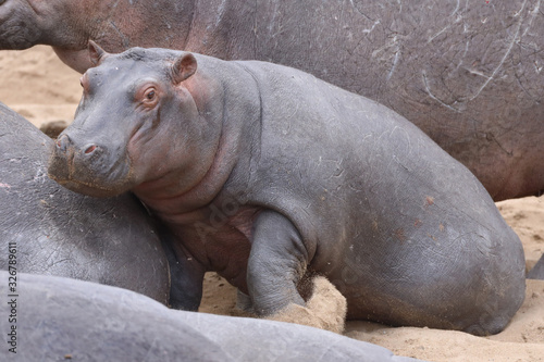 Baby hippopotamus in the sand in Africa