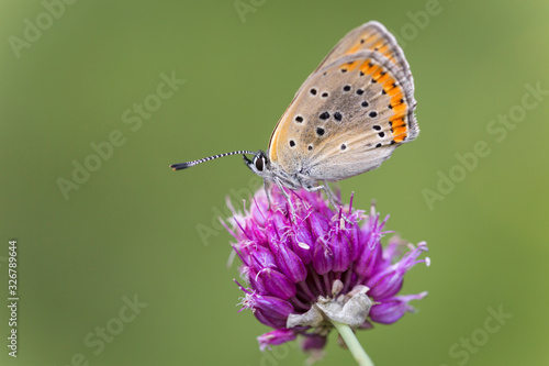 Wallpaper Mural butterfly on flower Torontodigital.ca