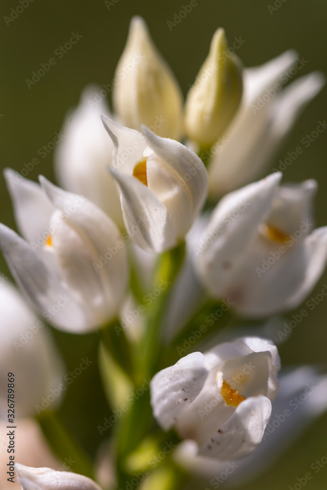 Fototapeta premium white flower