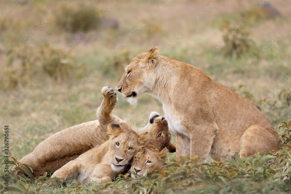 Mother and baby lions adoring each other! Mother and baby lions adoring each other!