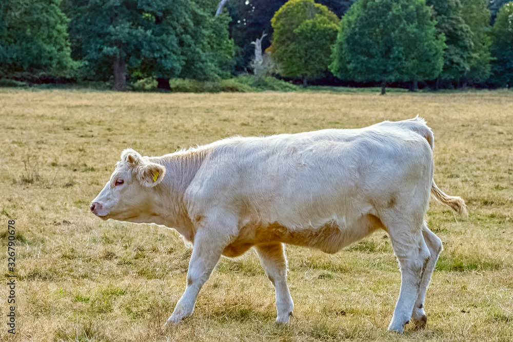 Charolais cattle - young bulls on British farm Charolais cattle - young bulls on British farm