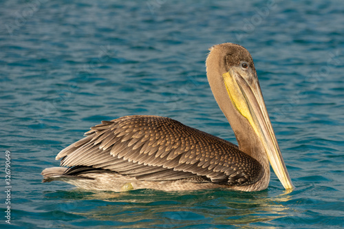 A brown pelican rests on the water in the Galapagos photo