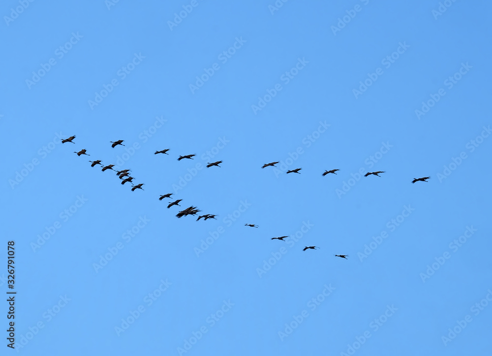 Wedge of cranes flies on a background of blue sky Wedge of cranes flies on a background of blue sky