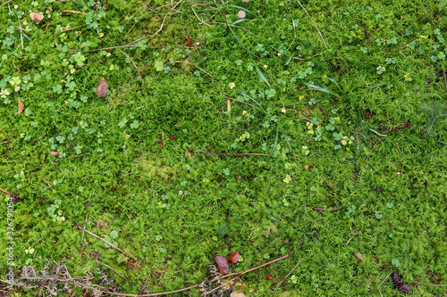 Detailed close up view at moss textures on a forest ground photo