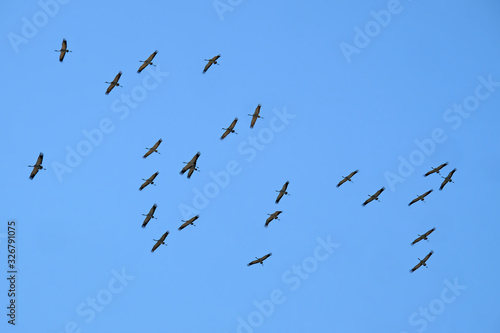 Flock of cranes circling in the sky