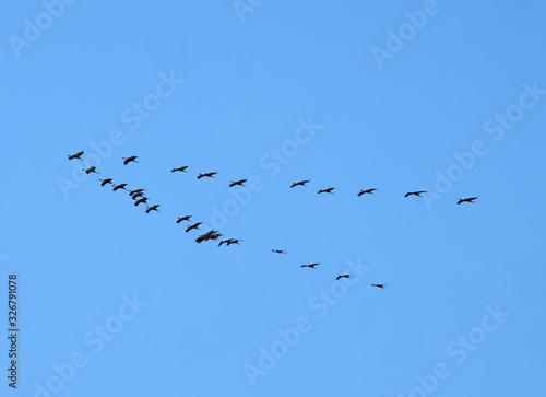 Wedge of cranes flies on a background of blue sky