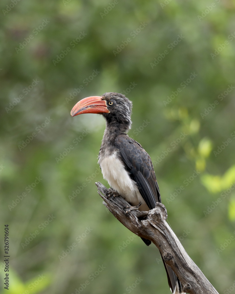 Red billed hornbill in Africa on a tree Red billed hornbill in Africa on a tree