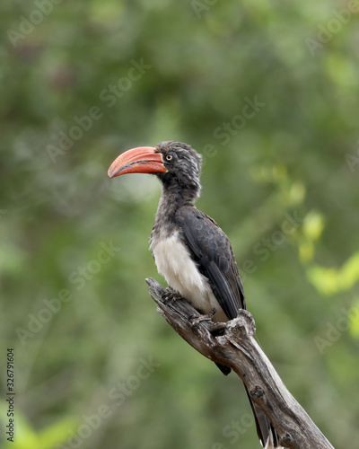 Red billed hornbill in Africa on a tree 