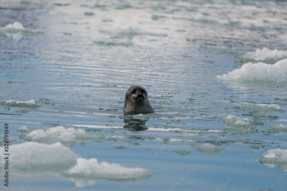 Fototapeta premium Seal in the arctic sea