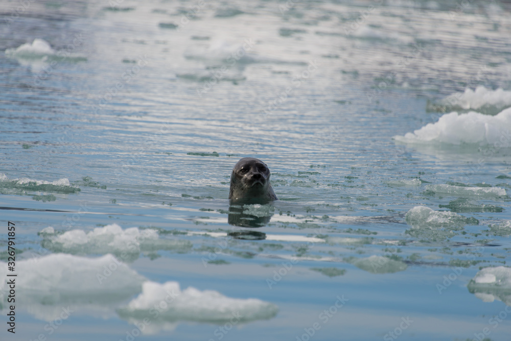 Fototapeta premium Seal in the arctic sea