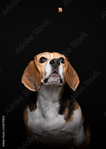 Beagle catching cookies