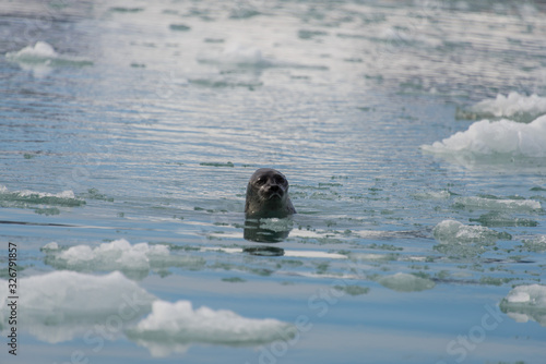 Seal in the arctic sea © Alexey Seafarer