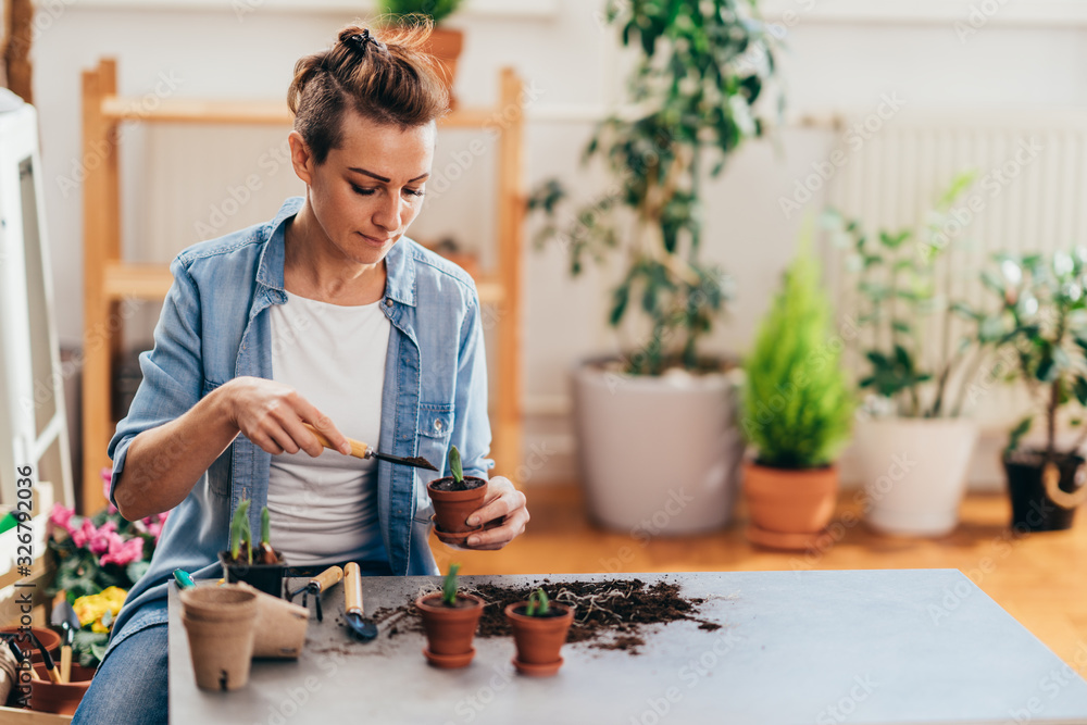 Happy woman planting tulip bulbs in flowerpots. Happy woman planting tulip bulbs in flowerpots.