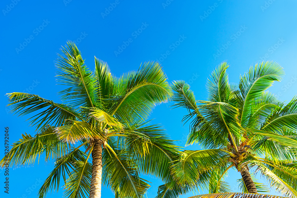 Coconut palm trees beautiful tropical background. Holiday concept.