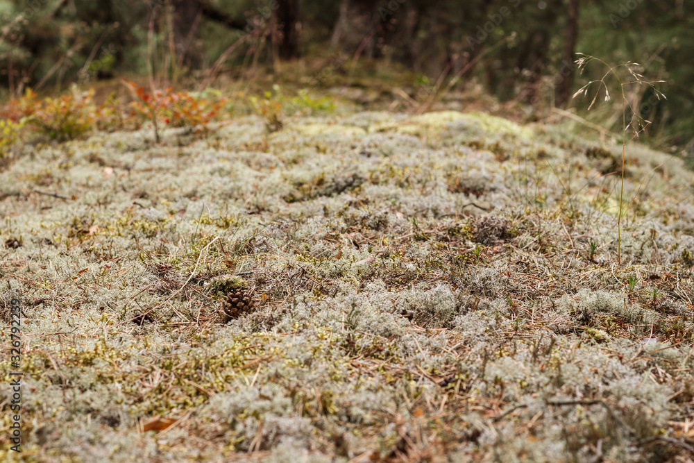 Pale moss in the Polish forest by the sea