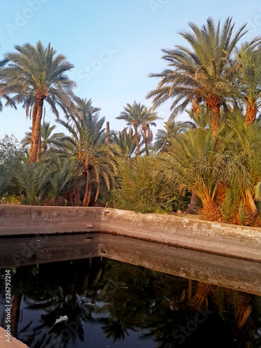 ancient reservoir of irrigation water surrounded by palm trees in the oasis of Figuig in Morocco photo