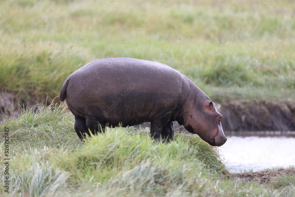 Young baby hippopotamus looking into the water in Africa Young baby hippopotamus looking into the water in Africa