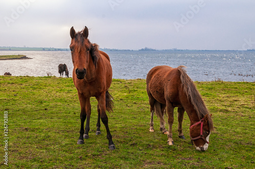 Pferde auf der Insel Poel