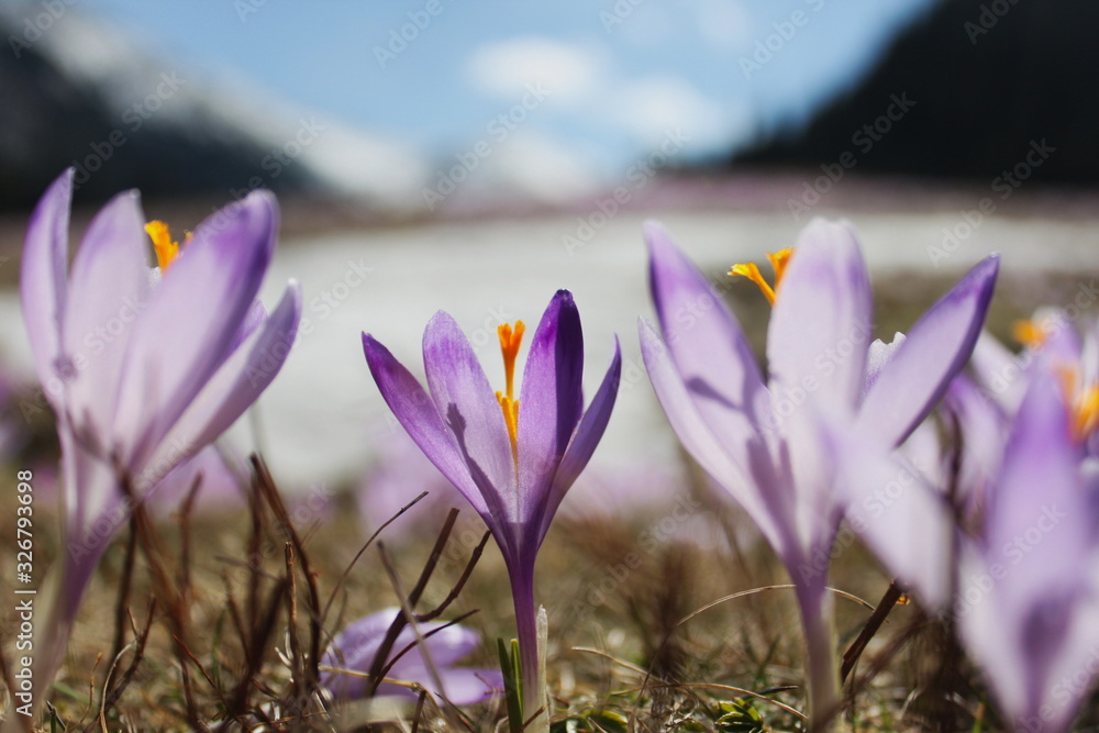 Kalatowki Zakopane Tatry Polska. Widok na krokusy (szafran) na polanie Kalatówki. Kalatowki Zakopane Tatry Polska. Widok na krokusy (szafran) na polanie Kalatówki.