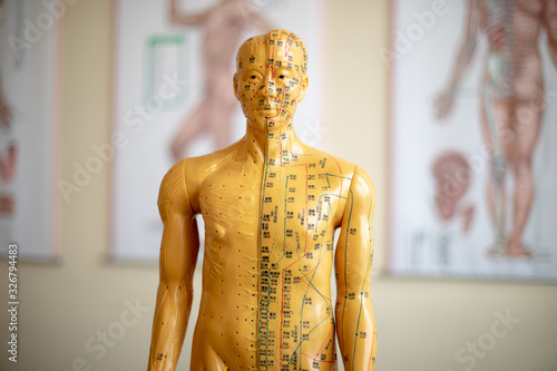 anatomy of human body