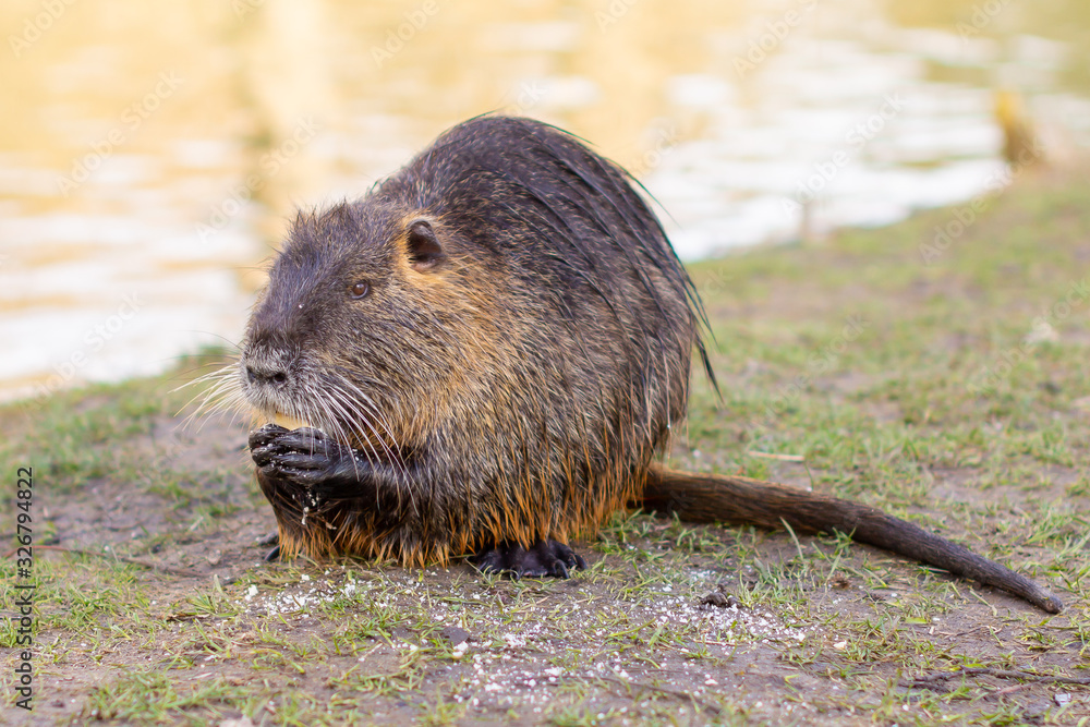 Naklejka premium Nutria, Myocastor coypus or river rat the wild near the river