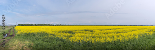 Panorama  beautiful natural landscape. Alfalfa yellow field on blue sky background