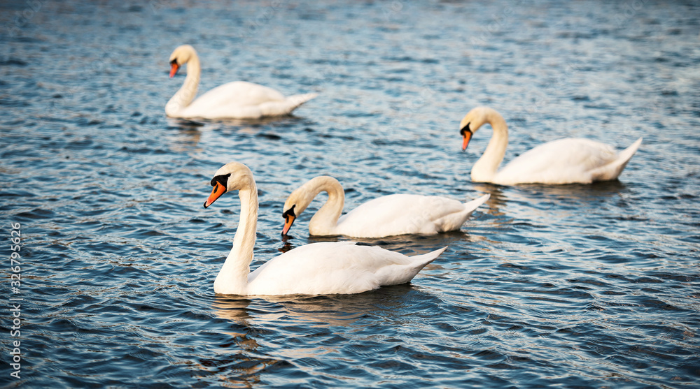 Fototapeta premium Group of white swans on the river