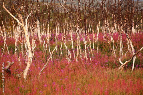 Forest at Kopparasen near the National Border Riksgransen in Northern Sweden photo