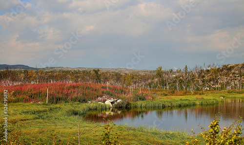 Forest at Kopparasen near the National Border Riksgransen in Northern Sweden