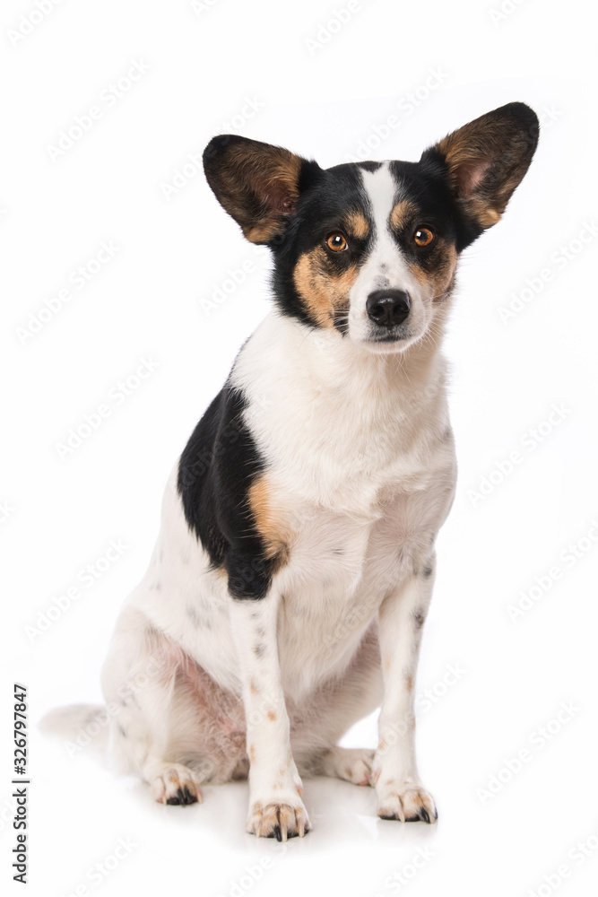 Cute mixed breed dog on white background
