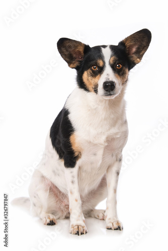 Cute mixed breed dog on white background © DoraZett