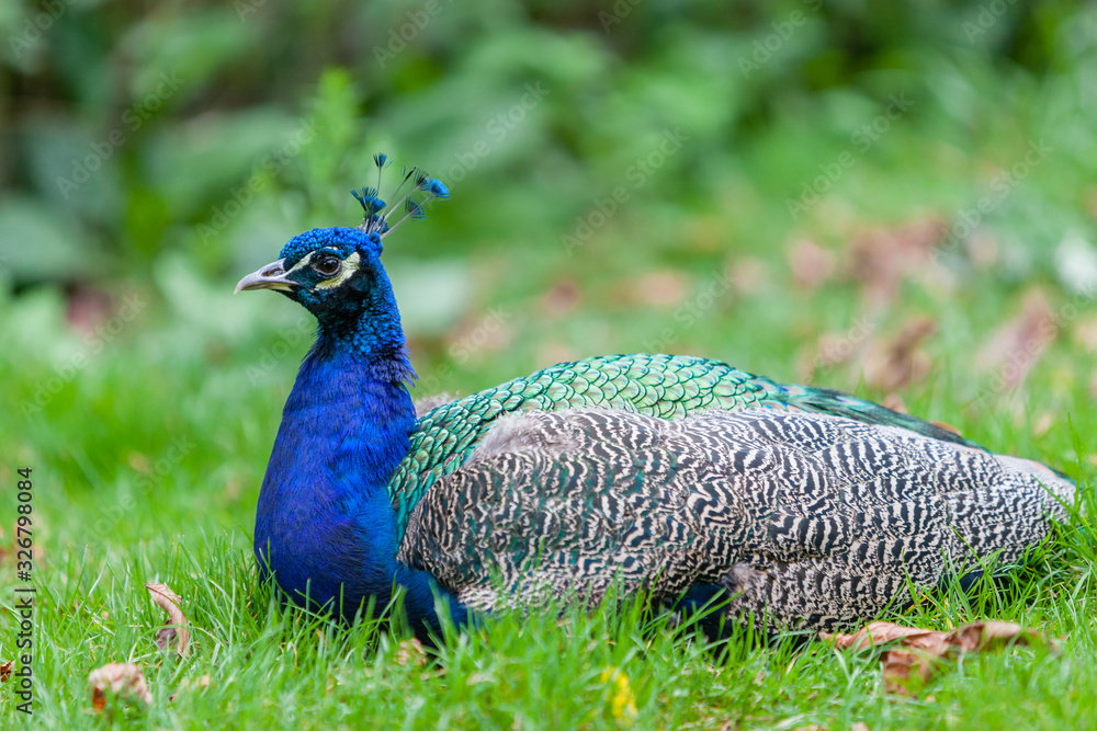 Obraz premium Peacock in the wild