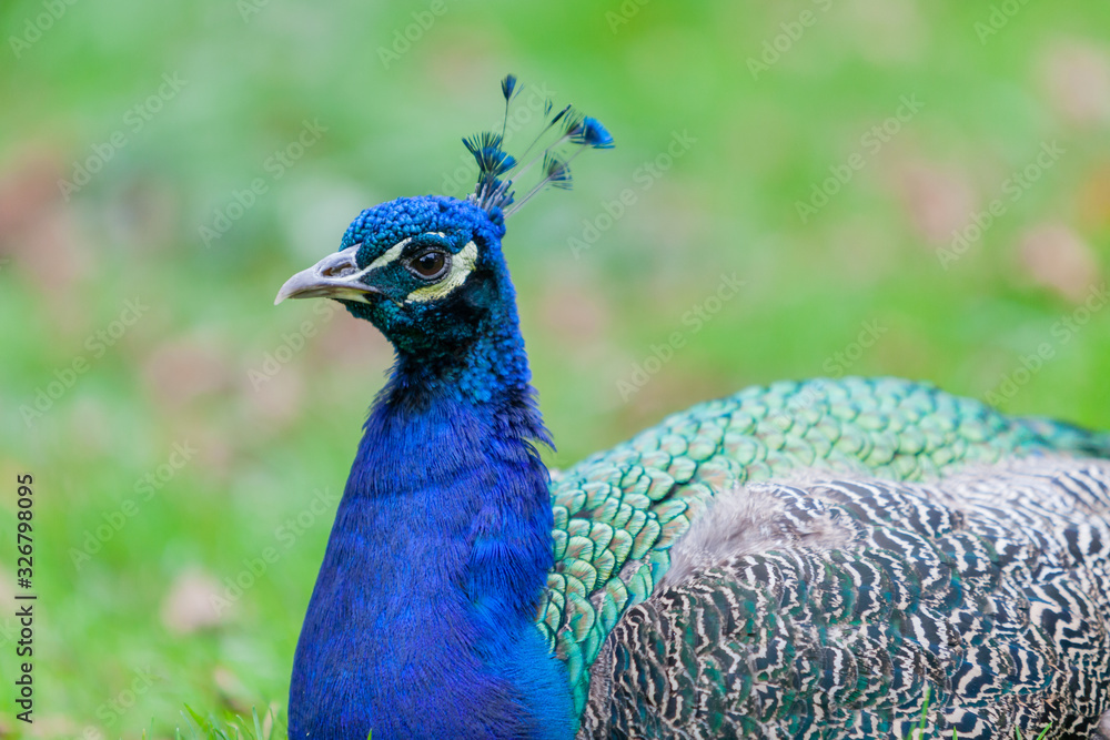 Fototapeta premium Peacock in the wild